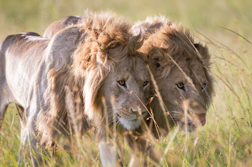 two male lions in field in Kenya