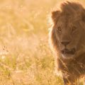 Male lion facing camera in field on Kenya