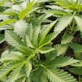 Marijuana plants at Hepworth Farms in Milton, N.Y.