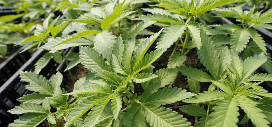 Marijuana plants at Hepworth Farms in Milton, N.Y.