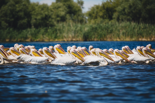 pelicans on the Danube