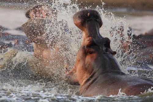 Two hippopotamus fighting in the Luangwa River, Zambezi.