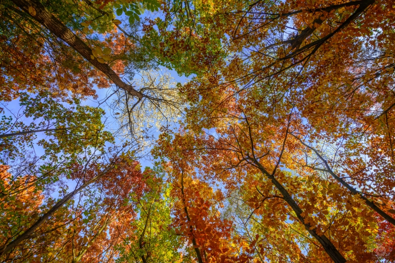 A picture of a canopy of trees in fall