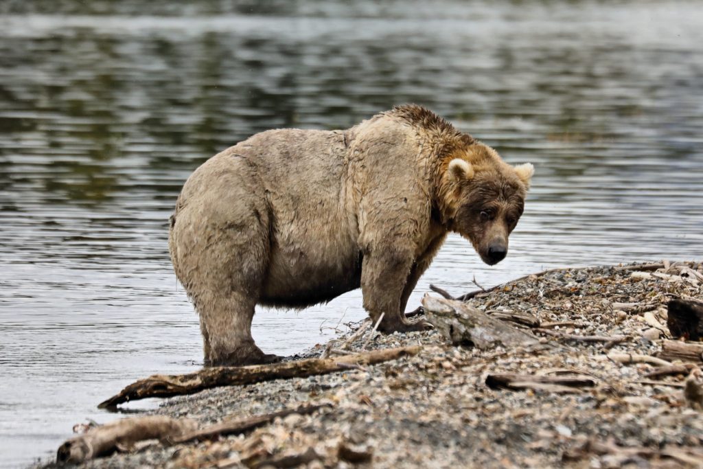 Bear 435, a.k.a. Holly, is photographed at Katmai National Park and Preserve in Alaska.
