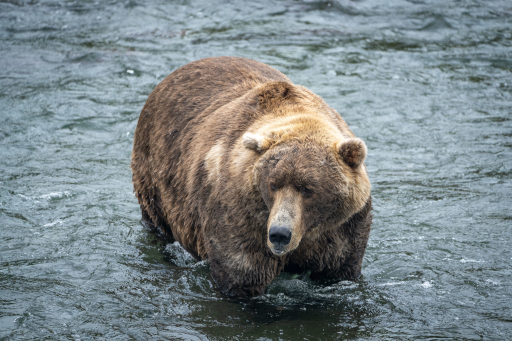 480 Otis is seen wading in the water at Katmai National Park.
