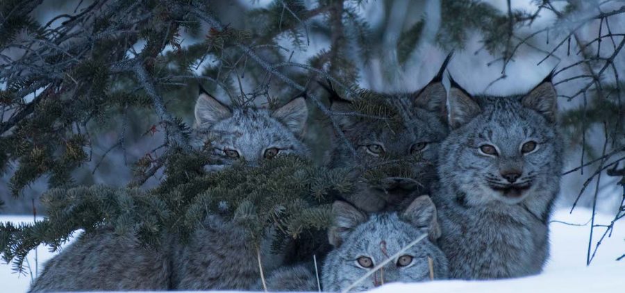 Canada lynx family under tree Haines Junction, Yukon.