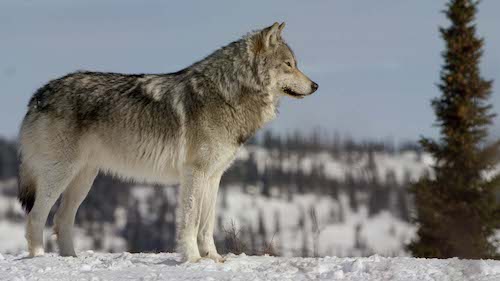 Canada wolf looking out over boreal forest.