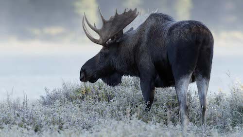 Moose foraging in winter. Maligne Lake, Canada.