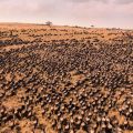 Thousands of wildebeest migrating north through the grassy plains of the Maasai Mara in Kenya.