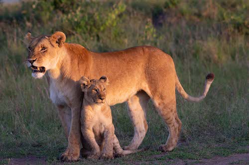 Female lion and her cub. Maasai Mara, Kenya.