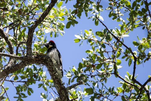 Acorn woodpecker in tree. Carmel, CA.