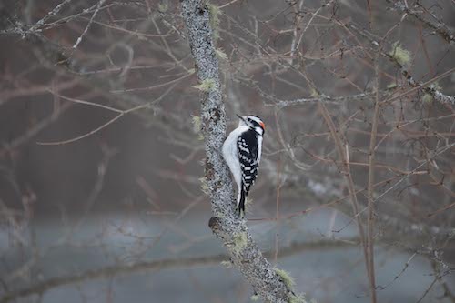 Downy woodpecker on tree in winter. Brooklin, Maine.