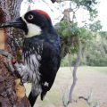 Acorn woodpecker adults at nest hole in Carmel, CA.