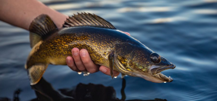 hand holding a walleye fish over lake water