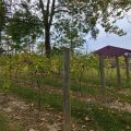 A grove of Marquette grape vines at Hanover Winery.