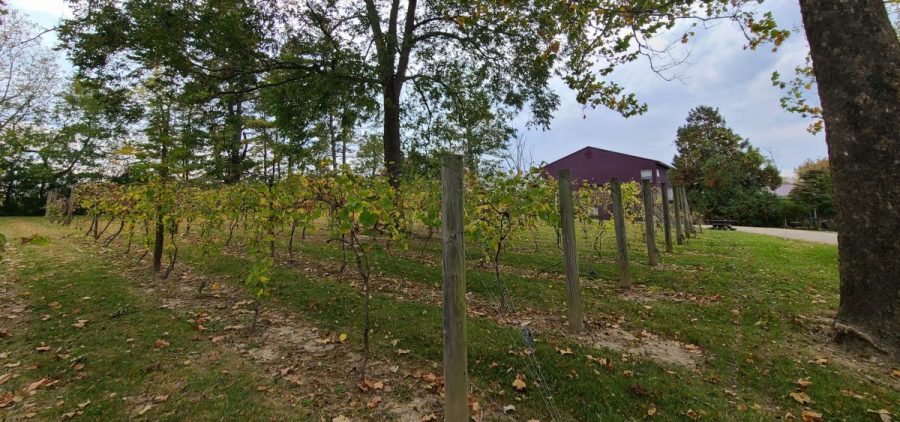 A grove of Marquette grape vines at Hanover Winery.