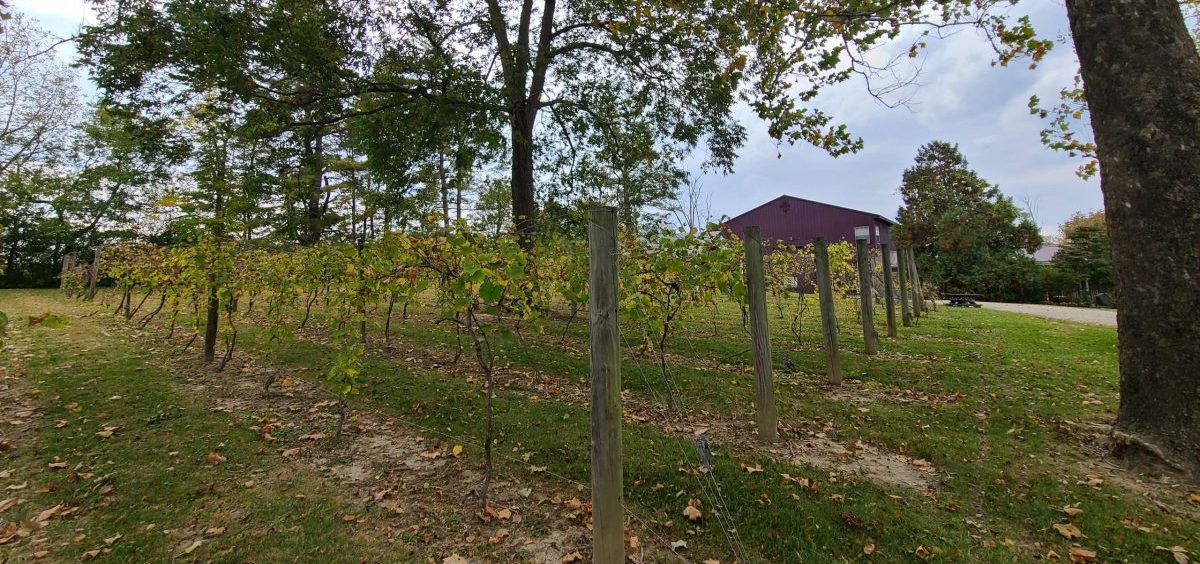 A grove of Marquette grape vines at Hanover Winery.