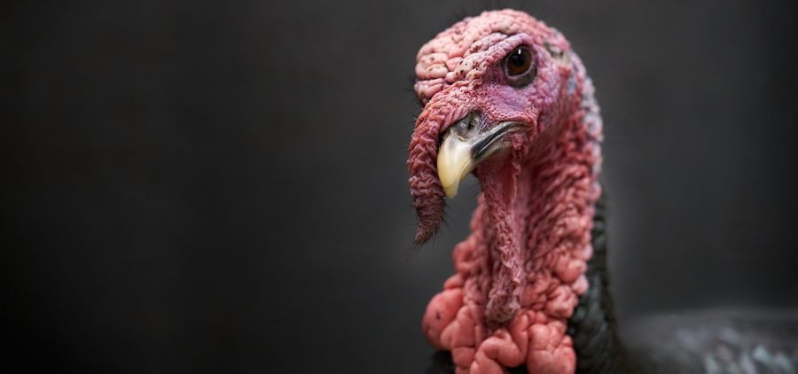 The head of a living turkey