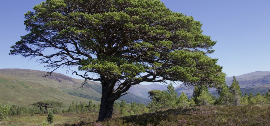 Lone Scots pine in a clearing. Mar Lodge Estate, Scotland.