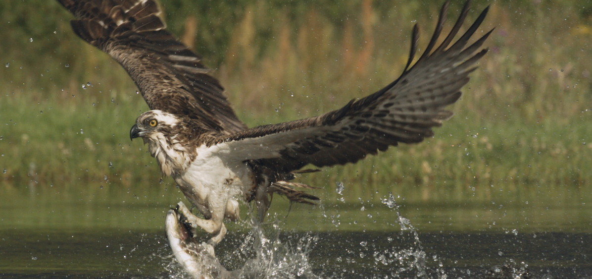 An osprey catches a fish from a river. Scotland.