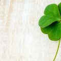 A four leaf clover sits picked on a white wood table