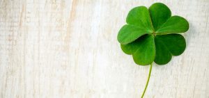 A four leaf clover sits picked on a white wood table. Someone must have good luck.