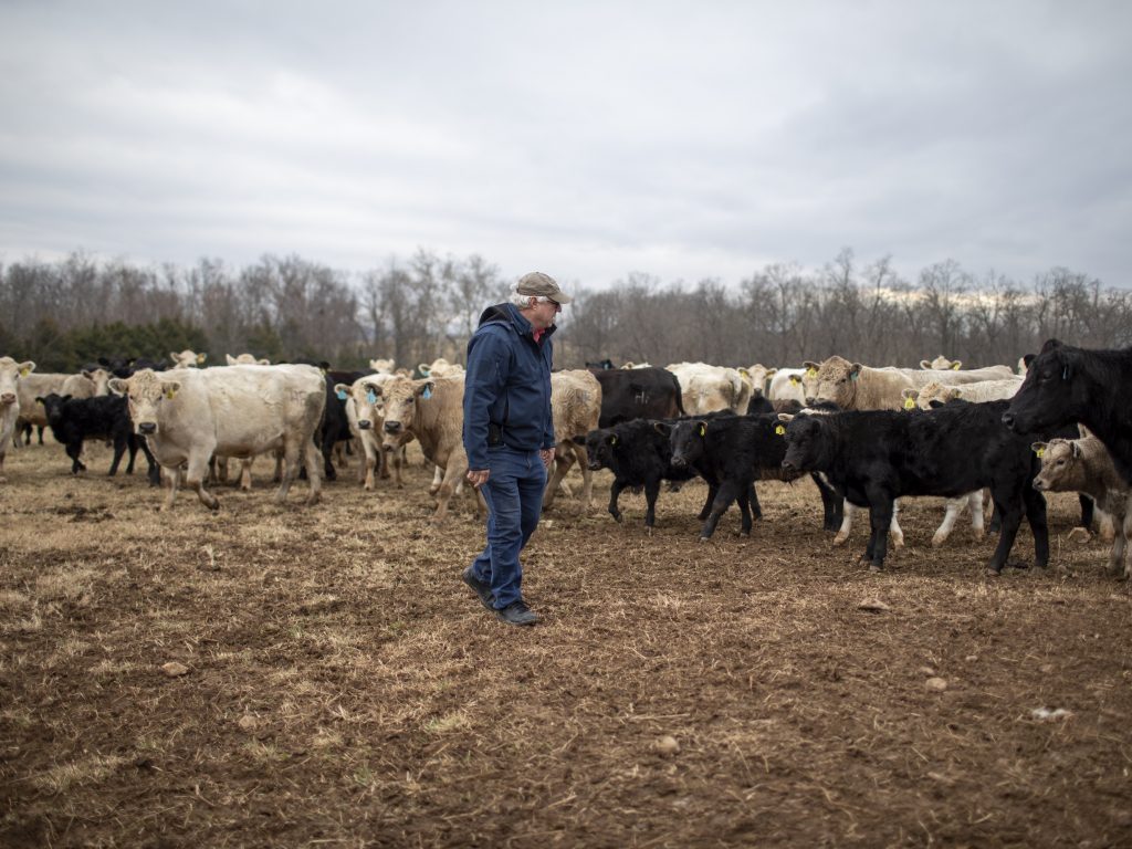 A man stands in front of a herd of cattle.