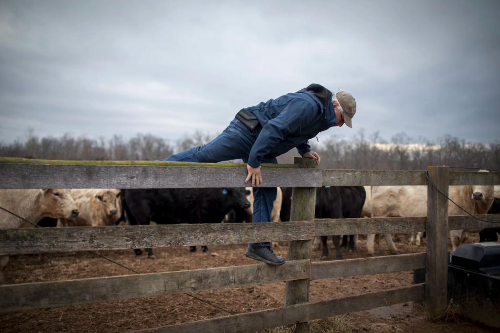 A man climbs over a wooden fence around cattle.