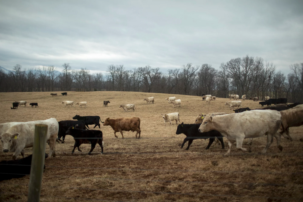 A herd of cattle graze in an open field.