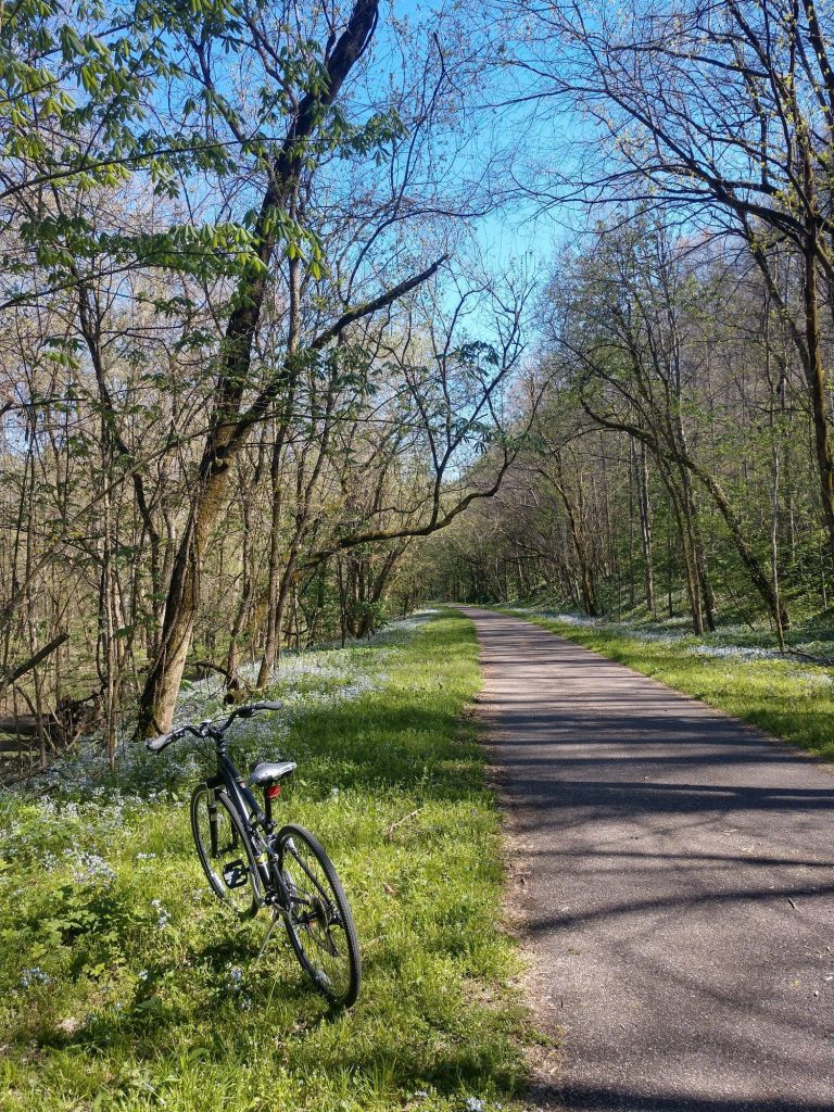 An image of a bike by a path in the woods