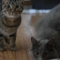 Two cats stand on a wooden floor. One eats food.