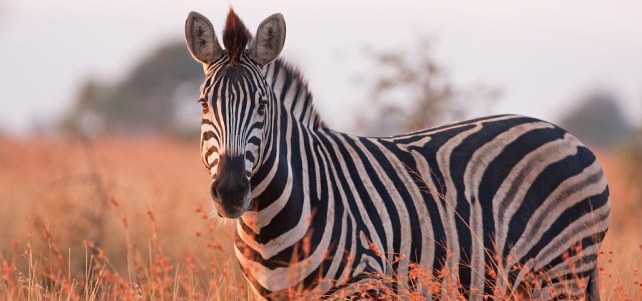 A zebra stands in a field