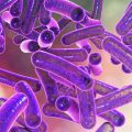Rod-shaped bacteria Shigella which cause food-borne infection shigellosis or dysentery, 3D illustration
