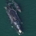 A parent and child whale swim next to each other in the ocean. The photo is taken from overhead.
