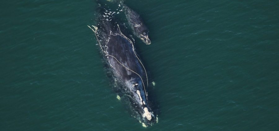 A parent and child whale swim next to each other in the ocean. The photo is taken from overhead.