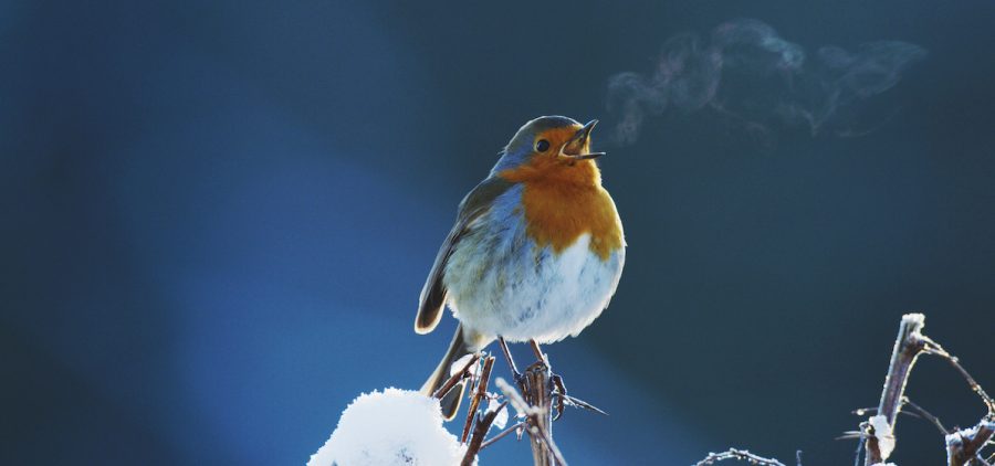Winter robin Erithacus Rubecula singing