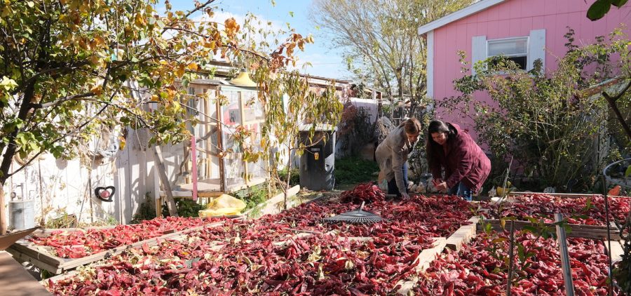 Pati Jinich and Andrea Alverez look at dried red chiles at the home of Jesus Perez who makes decorative ristas to sell at the market
