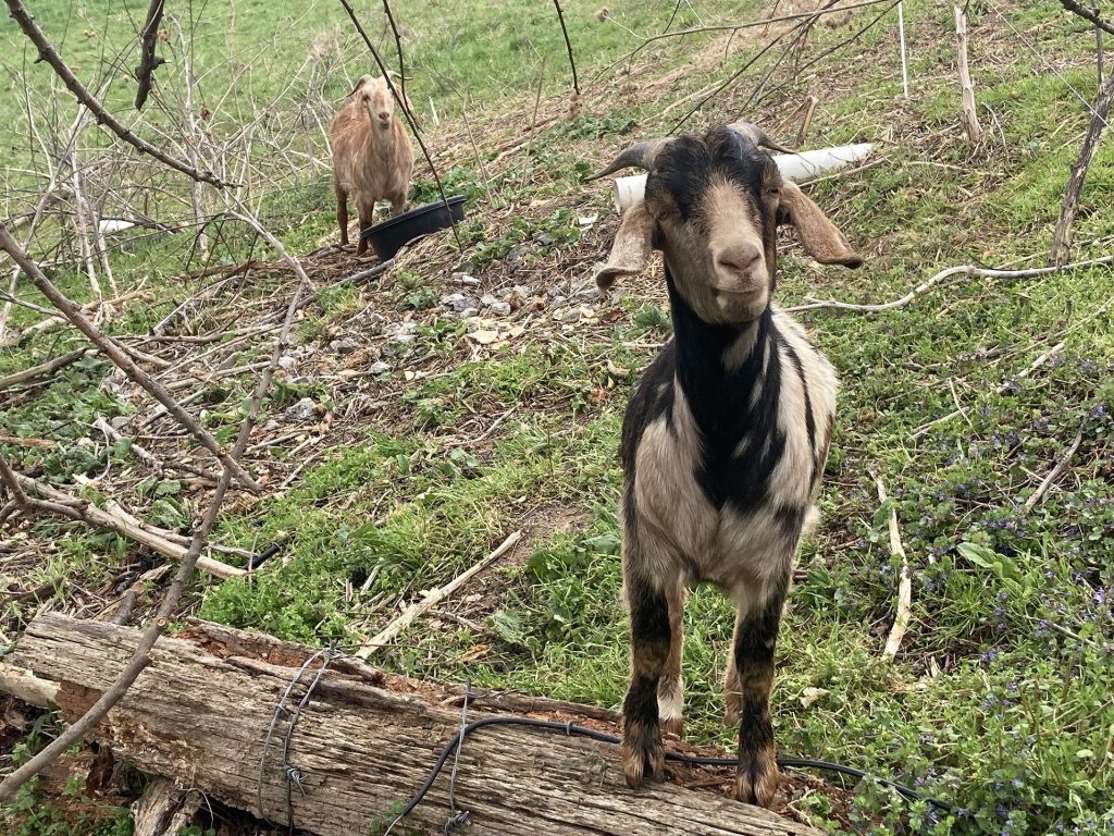 Two goats stand among twigs and fallen trees.