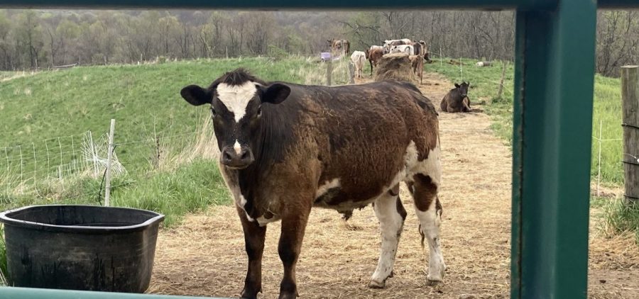 A cow standing on a dirt path to a field looks through a green metal gate.