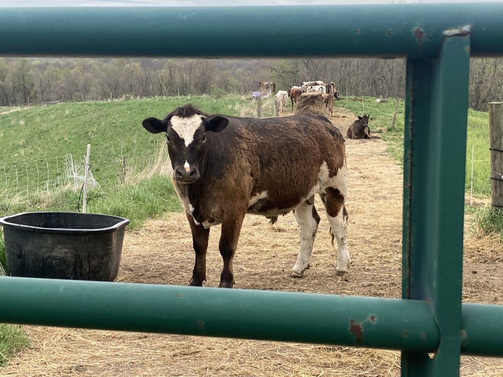 A cow standing on a dirt path to a field looks through a green metal gate.