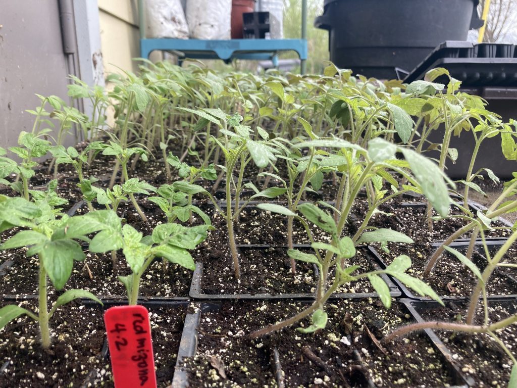 Rows of planters with baby purple mizuna tomato plants.