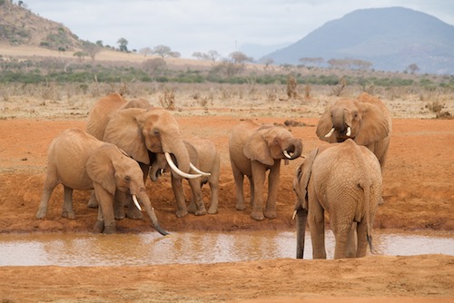 Elephants herd bathing in Kenya.
