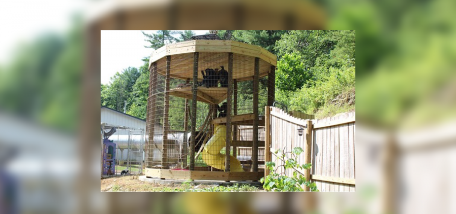 Chimpanzees in an enclosure at the Union Ridge Wildlife Center