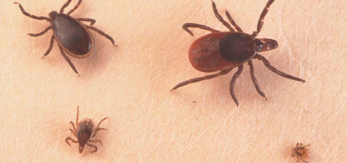 A Close Up Of An Adult Female, An Adult Male, Nymph And Larva Tick Is Shown June 15, 2001.