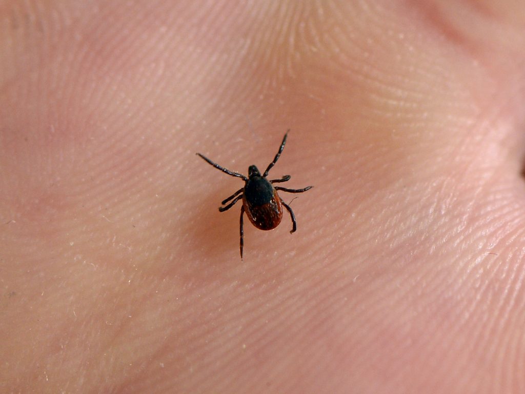 A tick is pictured at the French National Institute of Agricultural Research in 2016.