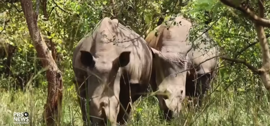 Two rhinos stand among trees and tall grass.