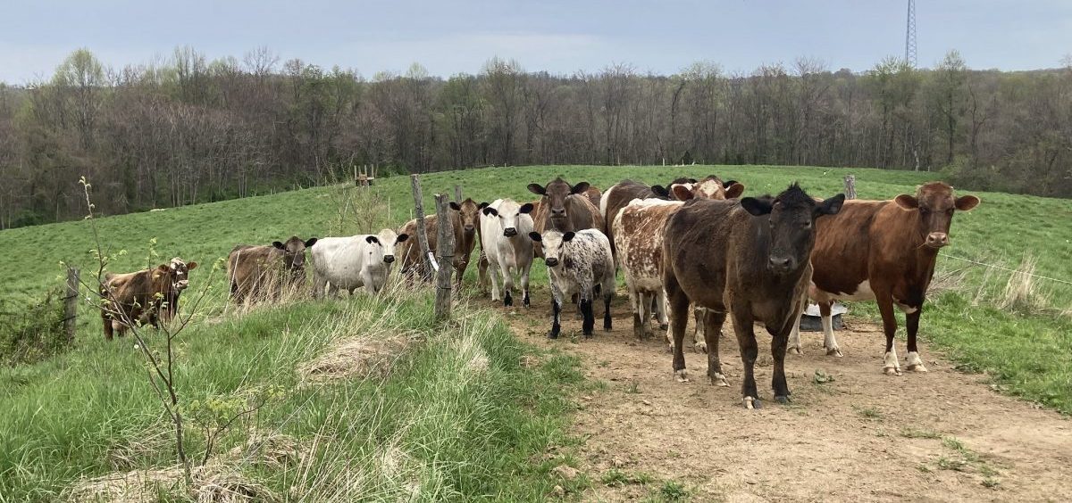A bipartisan proposal in Congress could reshape livestock farming in southeast Ohio - Vimarsana News