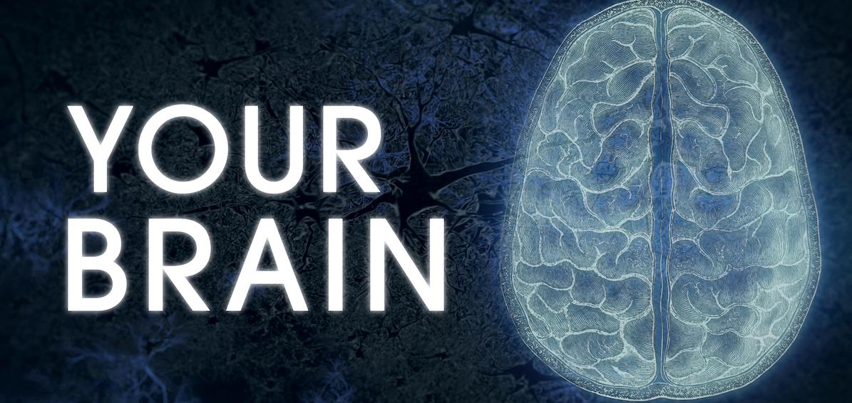 Title "Your Brain" next to MRI image of brain