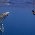 Underwater photographer in wetsuit and snorkel videotaping whale close by