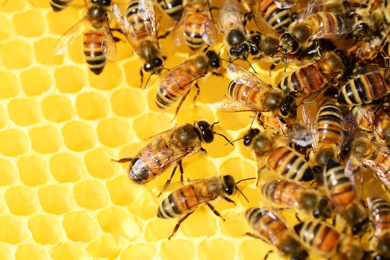 An image of honey bees on a honeycomb.